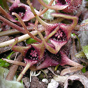 Asarum caudatum