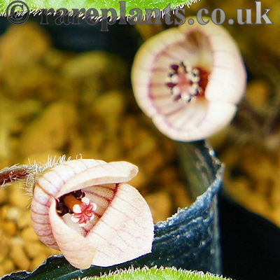 Asarum caulescens Blush