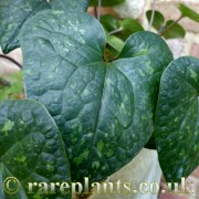 Asarum crassum