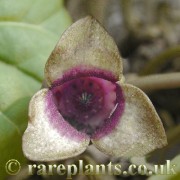 Asarum dimidiatum