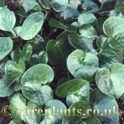 Asarum europeum