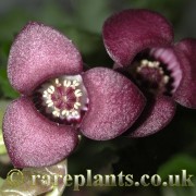 Asarum forbesii