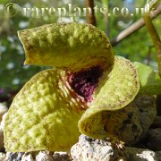 Asarum fudsinoi