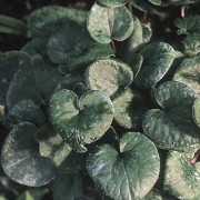 Asarum geophilum