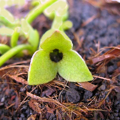 Asarum hiugana toimisakiensis Kiou