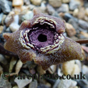 Asarum infrapurpureum