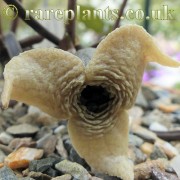 Asarum kiushianum tubulosum