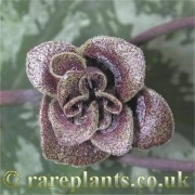 Asarum kooyanum double