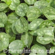 Asarum kooyanum