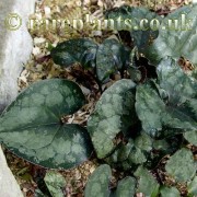 Asarum kumageanum