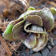 Asarum kurosawae Izu no Odoriko