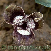 Asarum magnificum