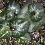 Asarum marmoratum