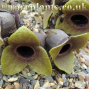Asarum megacalyx Yellow form