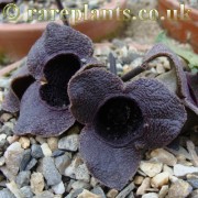 Asarum megacalyx Dark form