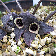 Asarum nipponicum nankaiense