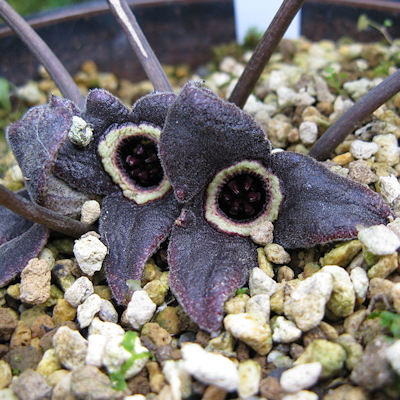 Asarum nipponicum nankaiense