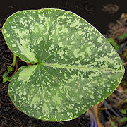 Asarum sakawanum Ginseihou