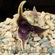 Asarum sakawanum Sekiryu Mon