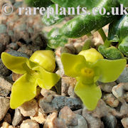 Asarum sakawanum Takasago