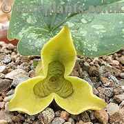 Asarum sakawanum Unsai