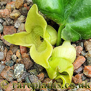 Asarum sakawanum stellatum Uchukai