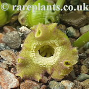Asarum satsumense Ten No Orihime