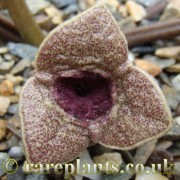 Asarum senkakuinsulare