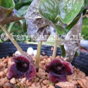 Asarum sieboldii