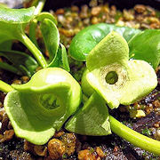 Asarum subglobosum Kanzan