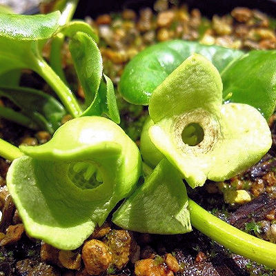 Asarum subglobosum Kanzan