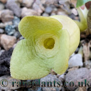Asarum subglobosum Seihou