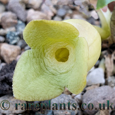 Asarum subglobosum Seihou