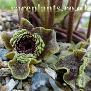 Asarum taitonense
