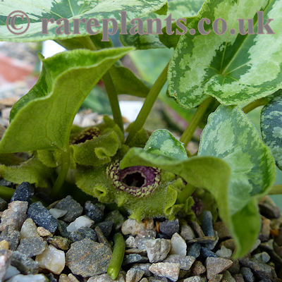 Asarum unzen Asahi Hime
