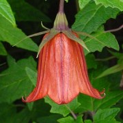 Canarina canariensis