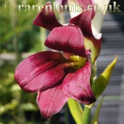 Cardiocrinum cordatum red form