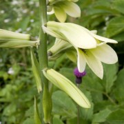 Cardiocrinum cordatum