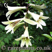 Cardiocrinum giganteum