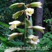 Cardiocrinum glehnii