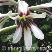 Cardiocrinum yunnanense