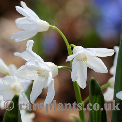 Chionodoxa forbesii Medea