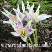 Colchicum Harlkijn