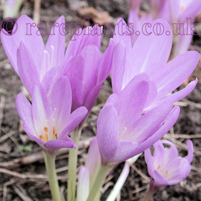 Colchicum autumnale Falakros
