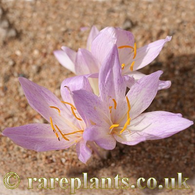 Colchicum davisii GB