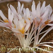 Colchicum decaisnei