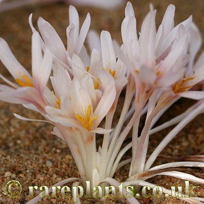 Colchicum decaisnei