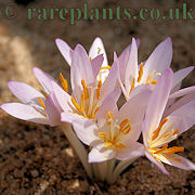 Colchicum dolichantherum
