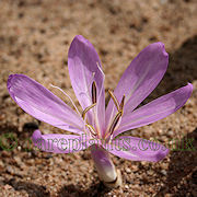 Colchicum feinbruniae