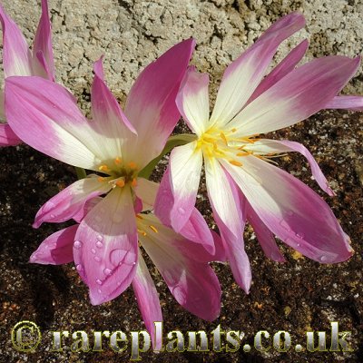 Colchicum hausknechtii